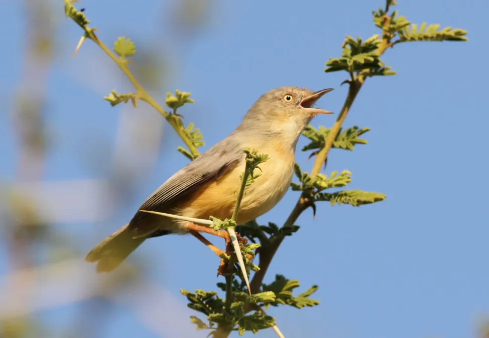 File:Burnt-necked eremomela, Eremomela usticollis, at Mapungubwe National Park, Limpopo, South Africa (17281853944).jpg