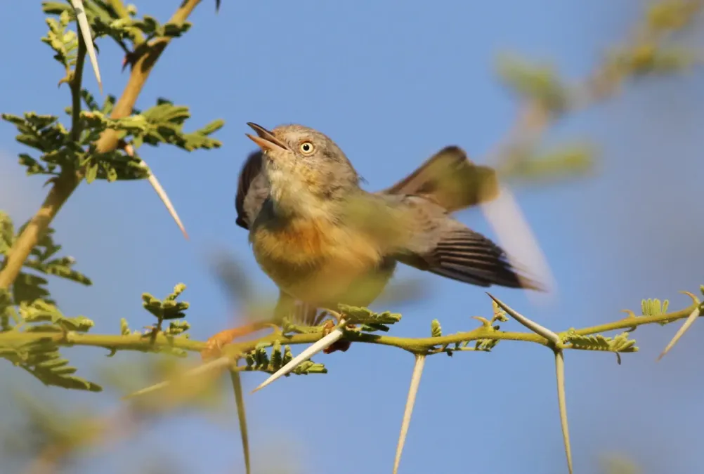 File:Burnt-necked eremomela, Eremomela usticollis, at Mapungubwe National Park, Limpopo, South Africa (17281833164).jpg