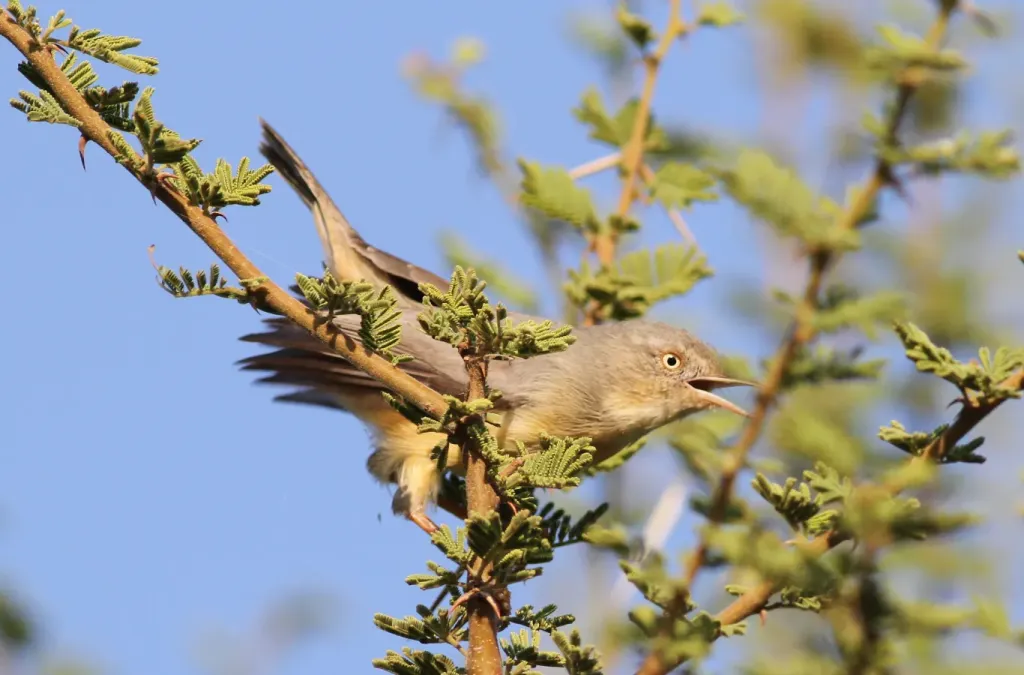 File:Burnt-necked eremomela, Eremomela usticollis, at Mapungubwe National Park, Limpopo, South Africa (17904410915).jpg