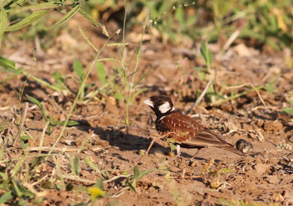 File:Chestnut-backed sparrow-lark,Eremopterix leucotis at Mapungubwe National Park, Limpopo, South Africa (17752177518).jpg