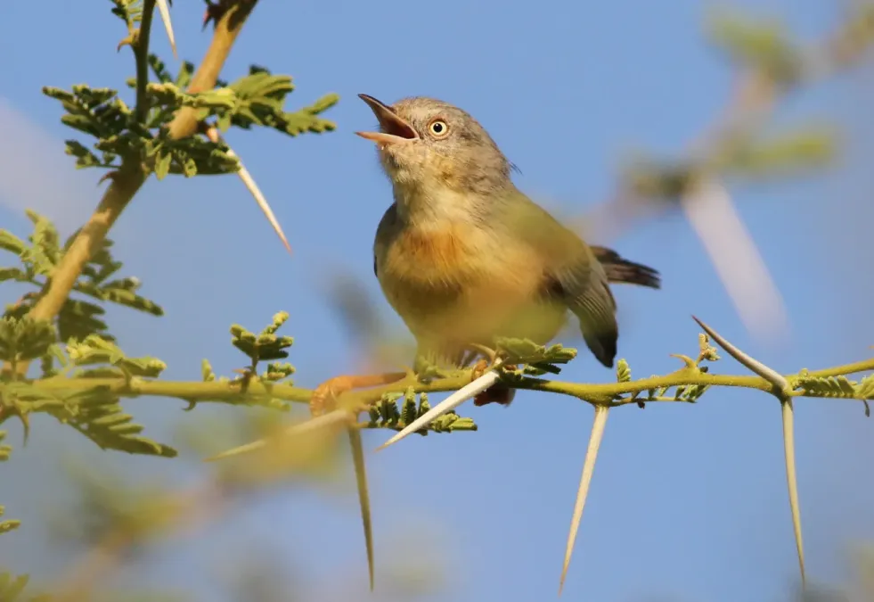 File:Burnt-necked eremomela, Eremomela usticollis, at Mapungubwe National Park, Limpopo, South Africa (17904350965).jpg