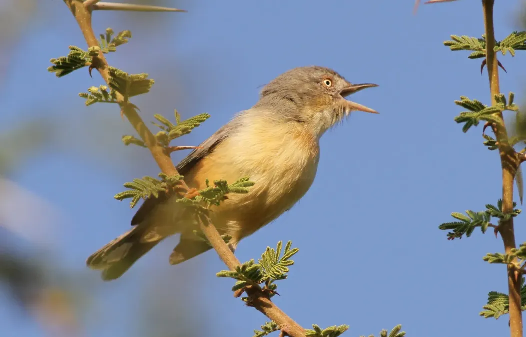 File:Burnt-necked eremomela, Eremomela usticollis, at Mapungubwe National Park, Limpopo, South Africa (17718134259).jpg