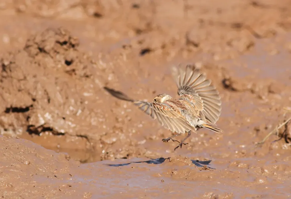 File:Chestnut-backed sparrow-lark,Eremopterix leucotis at Mapungubwe National Park, Limpopo, South Africa (17913575906).jpg