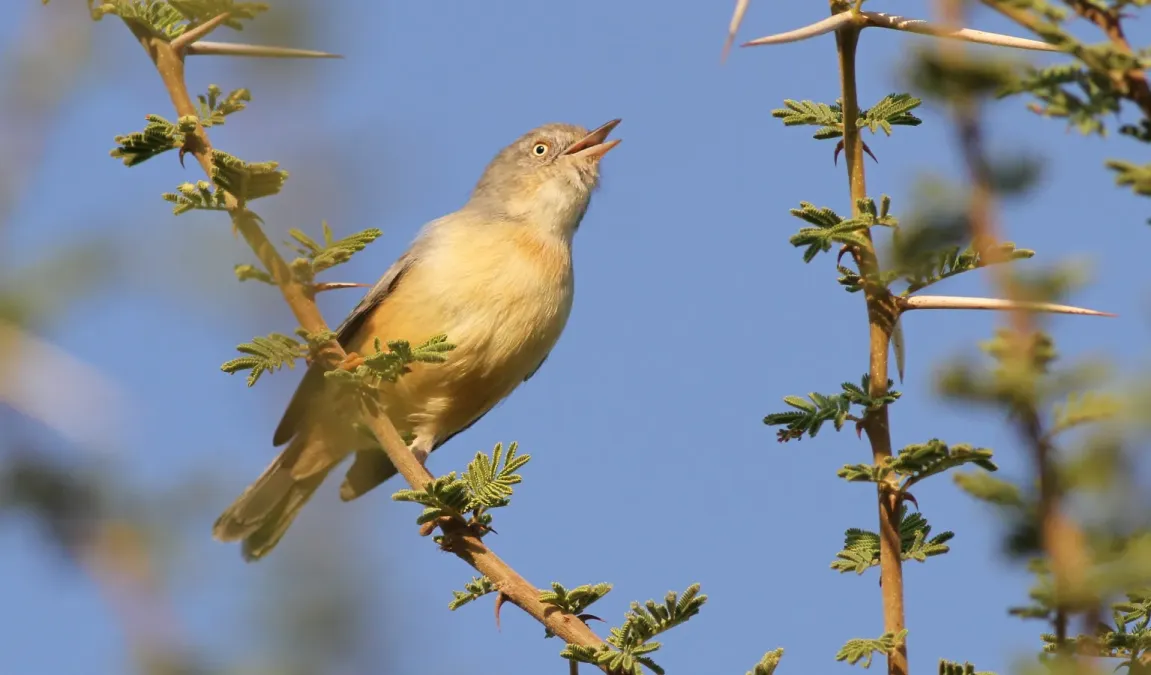 File:Burnt-necked eremomela, Eremomela usticollis, at Mapungubwe National Park, Limpopo, South Africa (17904372275).jpg