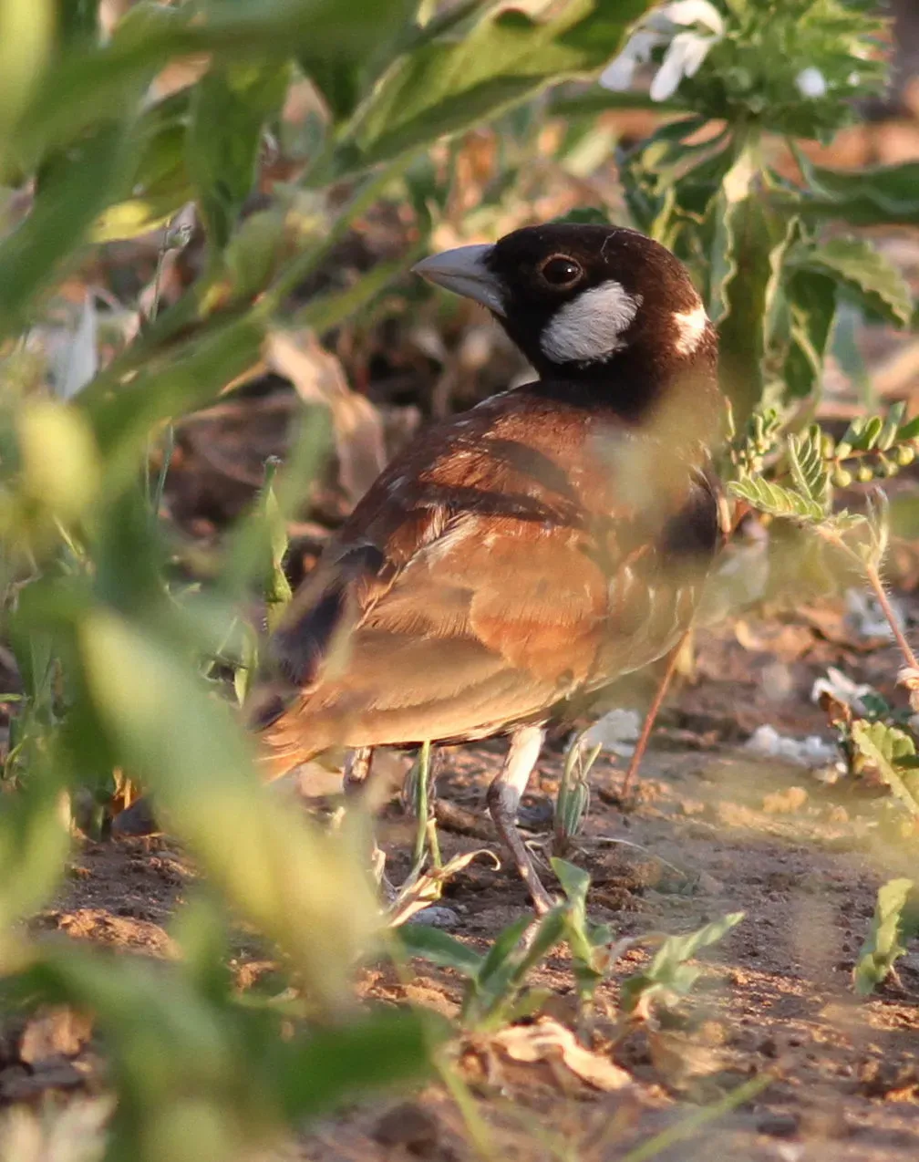 File:Chestnut-backed sparrow-lark,Eremopterix leucotis at Mapungubwe National Park, Limpopo, South Africa (17752366120).jpg