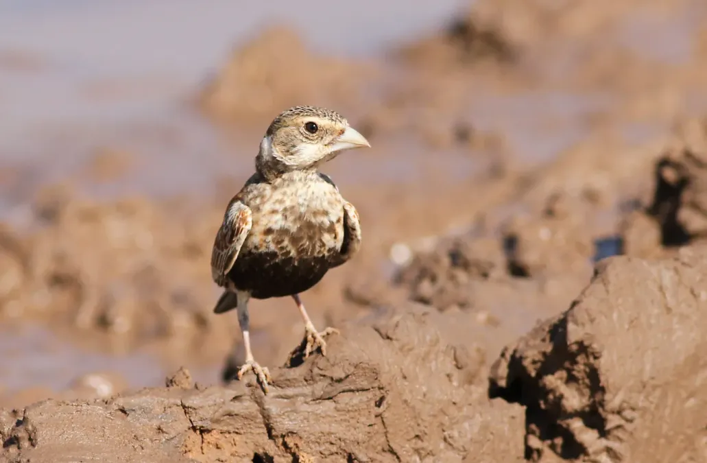 File:Chestnut-backed sparrow-lark,Eremopterix leucotis at Mapungubwe National Park, Limpopo, South Africa (17752398250).jpg