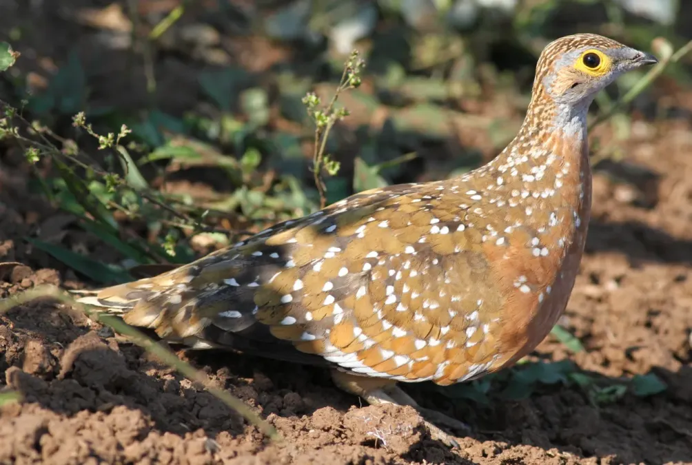 File:Burchell's sandgrouse, Pterocles burchelli, at Mapungubwe National Park, Limpopo, South Africa (17952265026).jpg