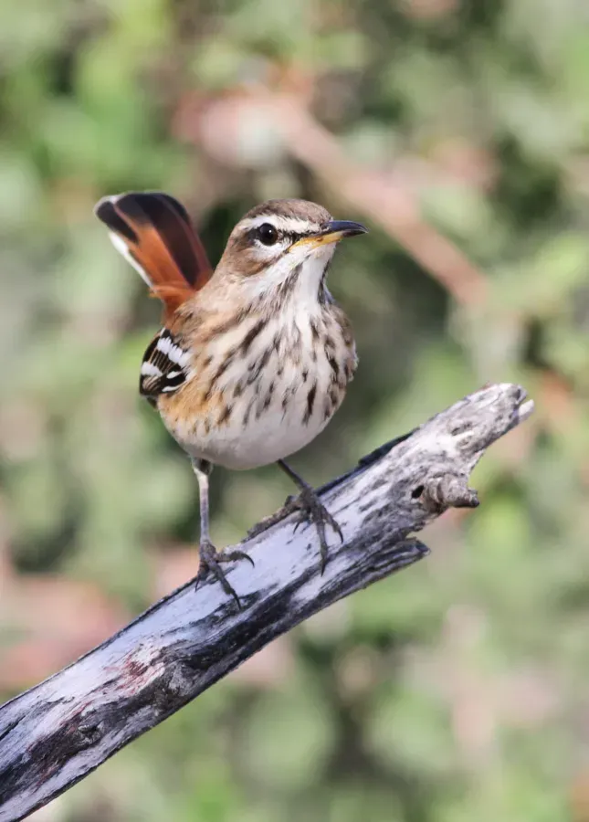 File:White-browed scrub robin, Cercotrichas leucophrys at Mapungubwe National Park, Limpopo, South Africa (17814922838).jpg