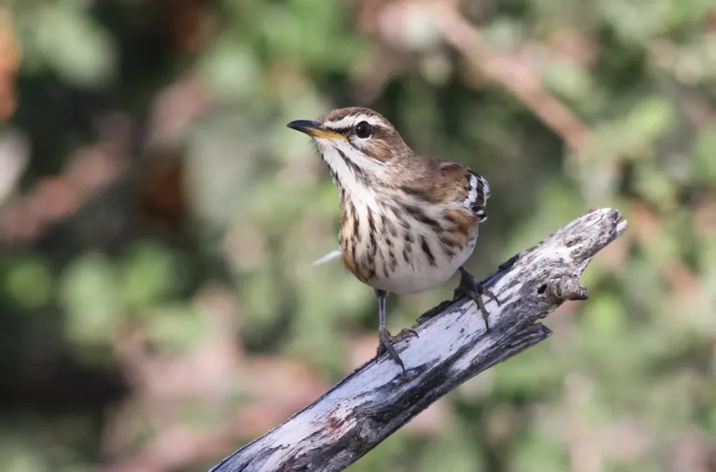 File:White-browed scrub robin, Cercotrichas leucophrys at Mapungubwe National Park, Limpopo, South Africa (18003611151).jpg