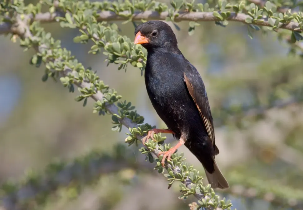 File:Village indigobird, Vidua chalybeata, at Mapungubwe National Park, Limpopo, South Africa (male) (17849716130).jpg