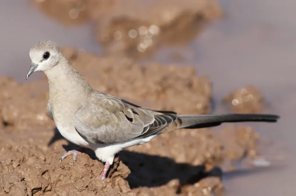 File:Namaqua dove, Oena capensis, at Mapungubwe National Park, Limpopo, South Africa (18085767542).jpg