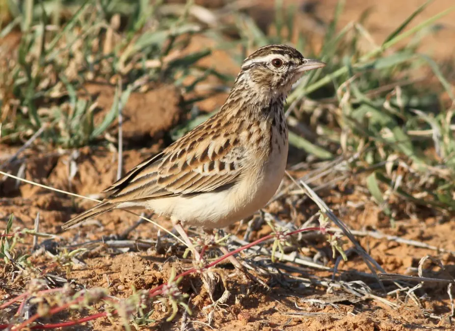 File:Sabota lark, Calendulauda sabota, at Mapungubwe National Park, Limpopo, South Africa (18126532598).jpg