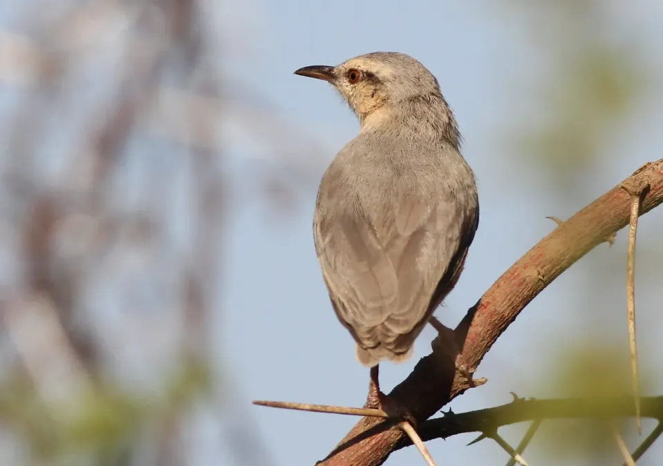 File:Long-billed Crombec (or Cape Crombec), Sylvietta rufescens, at Mapungubwe National Park, Limpopo, South Africa (18811127046).jpg