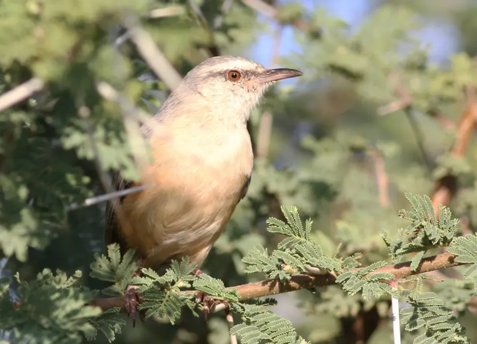 File:Long-billed Crombec (or Cape Crombec), Sylvietta rufescens, at Mapungubwe National Park, Limpopo, South Africa (18216742683).jpg