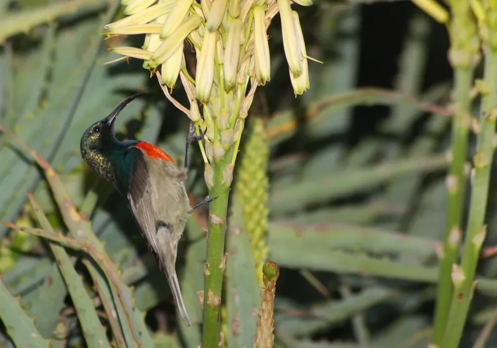 File:The Greater Double-collared Sunbird, Cinnyris afer (5743970474).jpg