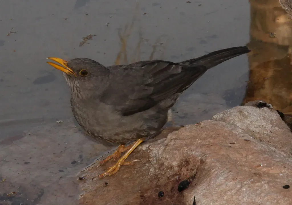 File:Karoo thrush (Turdus smithi) (5915828755).jpg