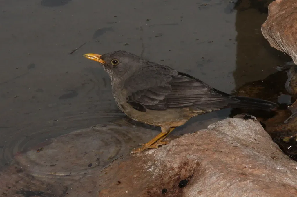 File:Karoo thrush (Turdus smithi) (5916391732).jpg