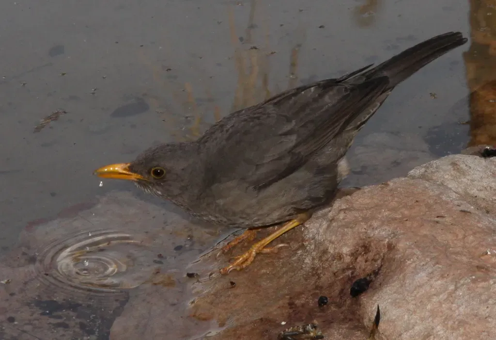 File:Karoo thrush (Turdus smithi) drinking (5916388584).jpg