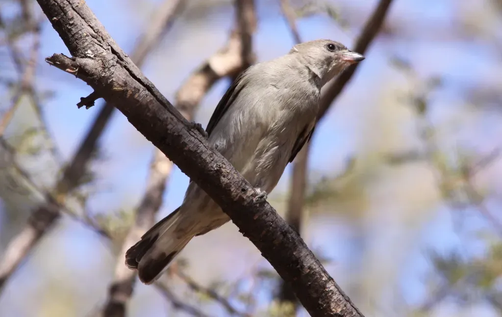 File:Lesser Honeyguide (Indicator minor) in Mapungubwe (6037876293).jpg