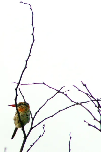 File:Nystalus maculatus maculatus -Brazil-3.jpg