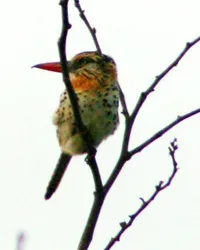 File:Nystalus maculatus maculatus -Brazil-3-3c.jpg