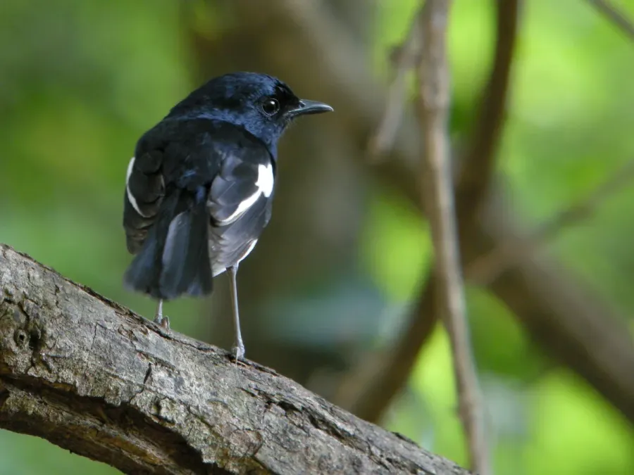 File:Madagascar Magpie-robin (Copsychus albospecularis), Ankarafantsika National Park, Madagascar (4521911652).jpg
