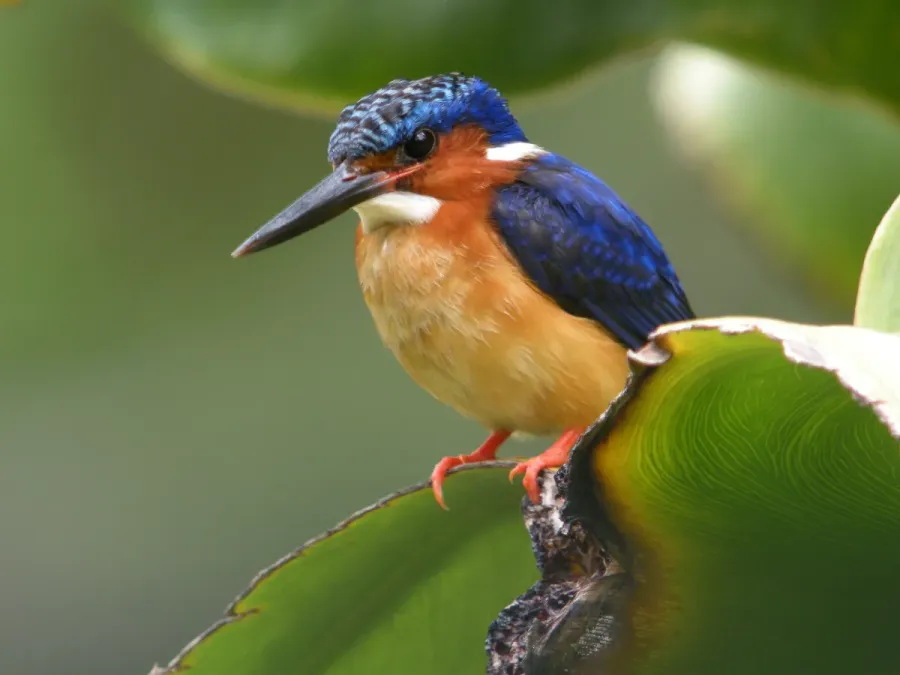 File:Malagasy Kingfisher (Corythornis vintsioides), Antananarivo, Madagascar (4023081156).jpg