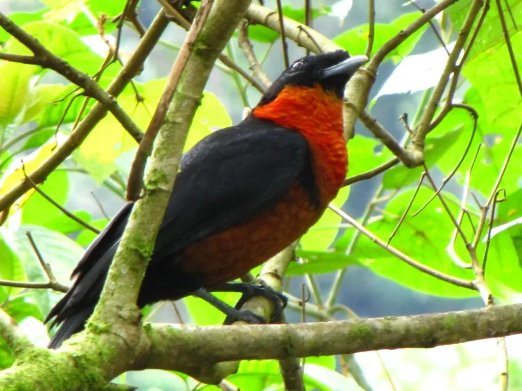 File:Pyroderus scutatus (Toropisco) (4872917309).jpg