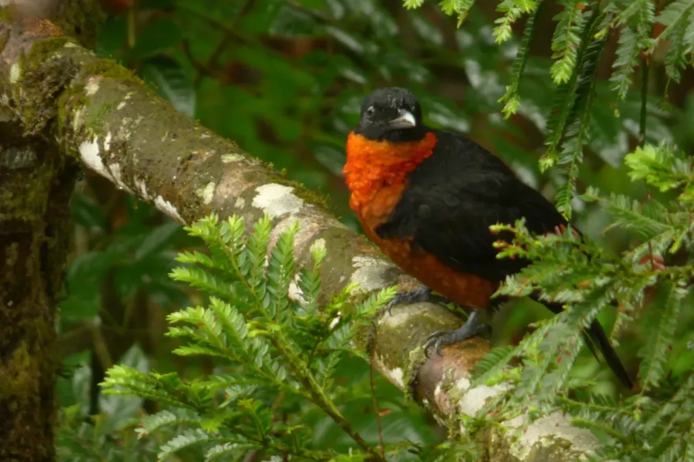 File:Pyroderus scutatus (Toropisco) (15421252808).jpg