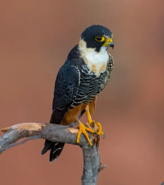 File:OFalco rufigularis Bat Falcon (cropped).jpg