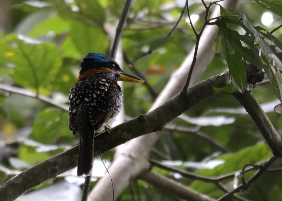 File:Spotted kingfisher (Actenoides lindsayi) (7184497862).jpg