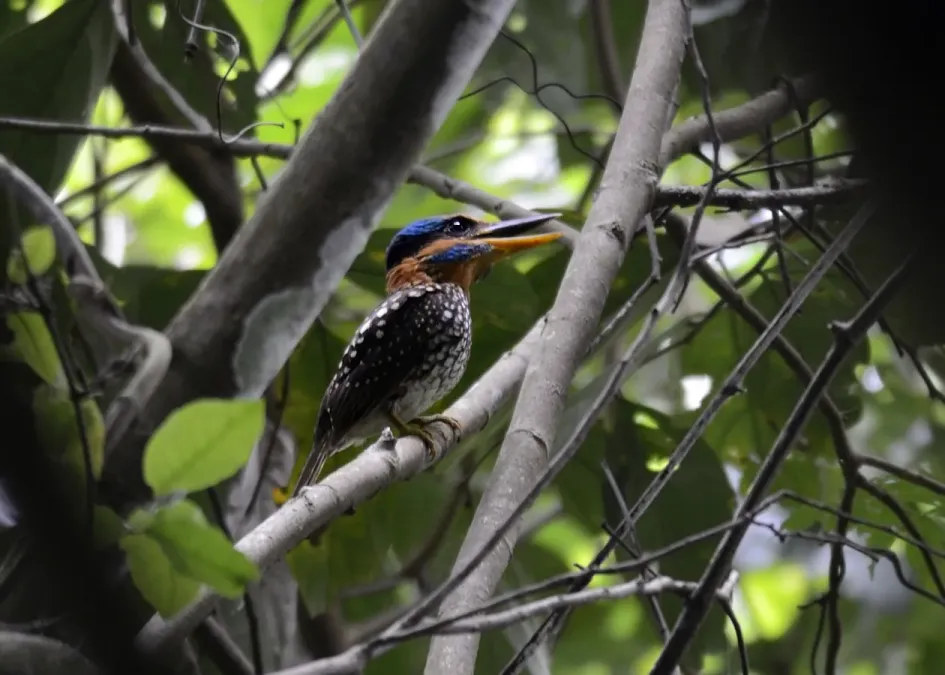 File:Spotted kingfisher (Actenoides lindsayi) (7184494790).jpg