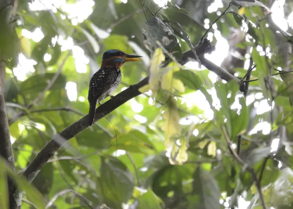 File:Spotted kingfisher (Actenoides lindsayi) (7184494228).jpg