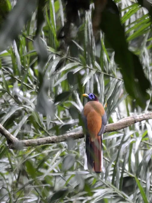 File:Philippine Trogon (Harpactes ardens) (7187401270).jpg