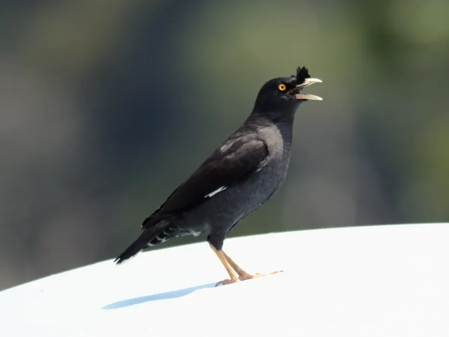 File:Crested Myna (Acridotheres cristatellus) (7184490994).jpg