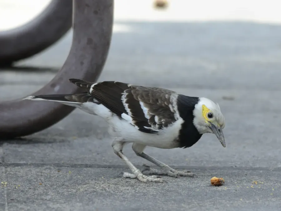 File:Black-collared Starling (Gracupica nigricollis) (7184492532).jpg