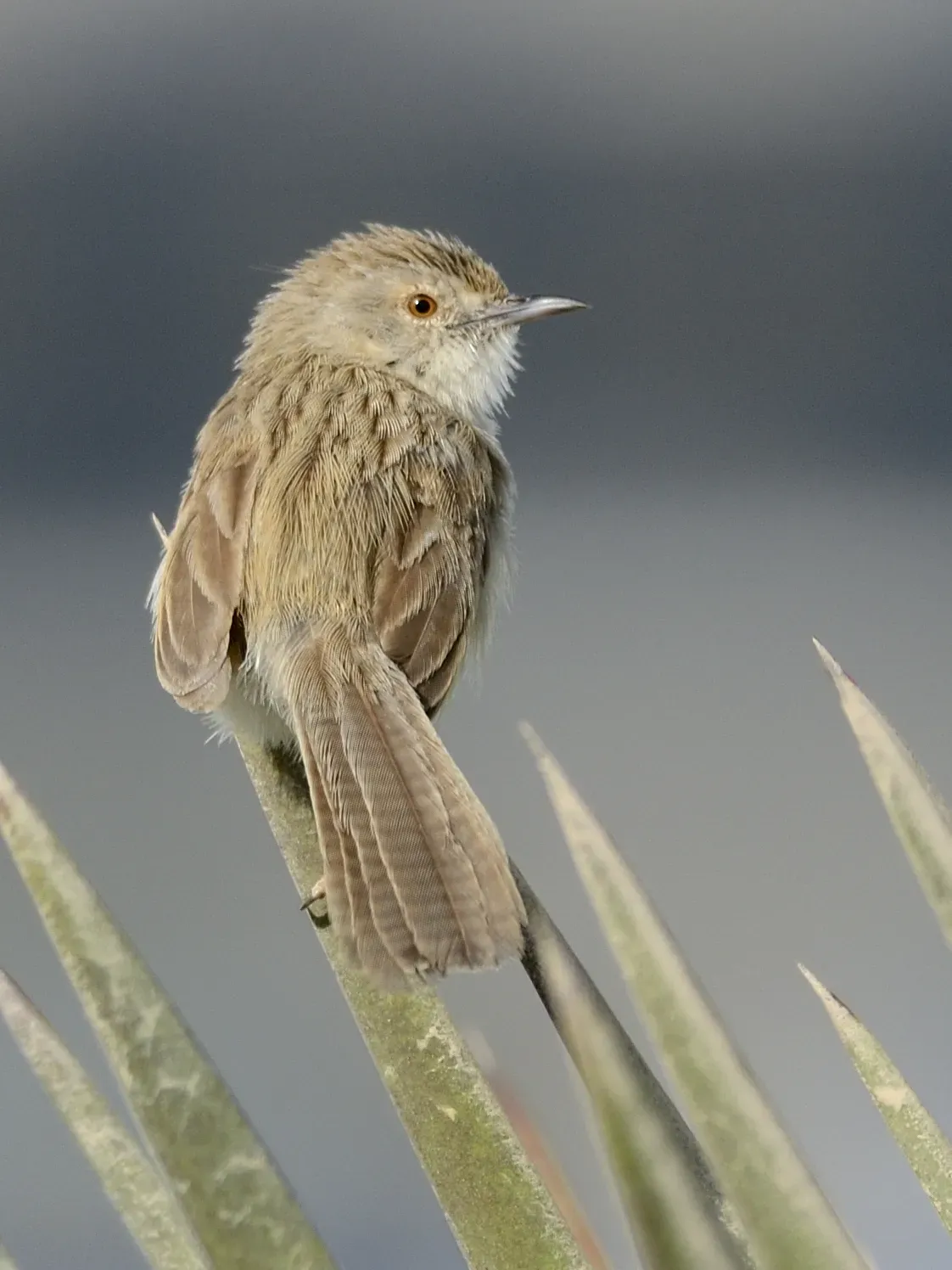 File:Graceful Prinia (Prinia gracilis) (6786499212).jpg