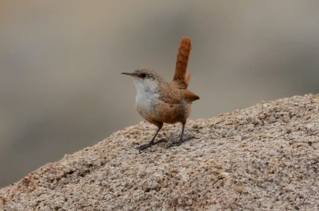 File:Canyon wren (Catherpes mexicanus) (6385658831).jpg