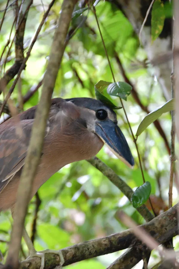 File:Boat-billed Heron (Cochlearius cochlearius) (5818990055).jpg