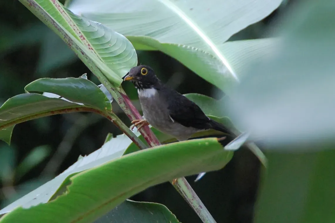 File:White-throated Thrush (Turdus assimilis) (5818991473).jpg