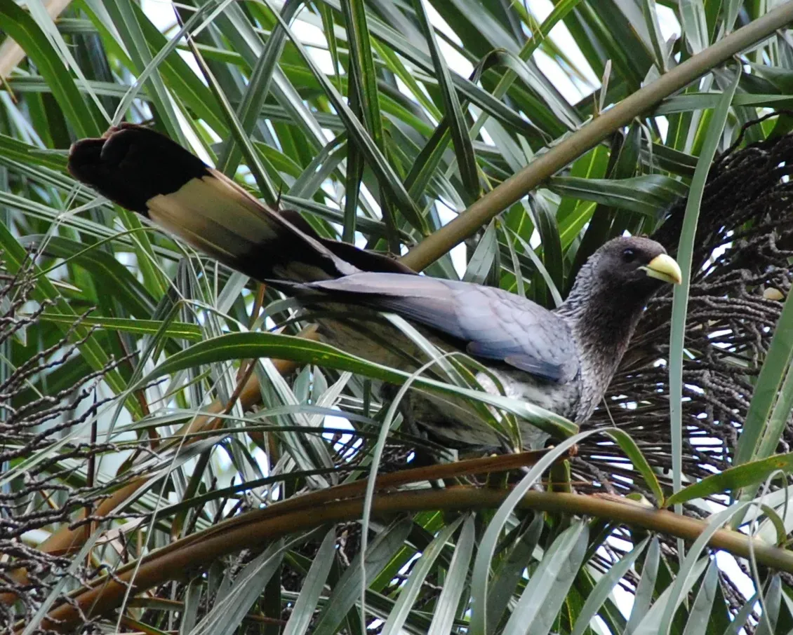 File:Eastern Plantain Eater (Crinifer zonurus) (5624901908).jpg