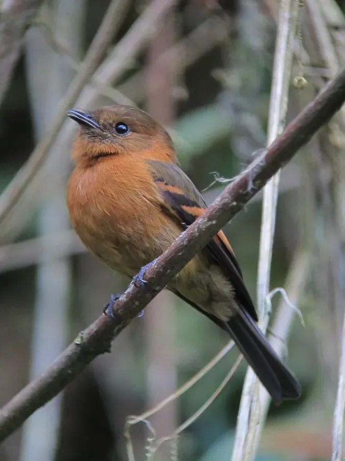 File:Pyrrhomyias cinnamomeus - Atrapamoscas canelo - Cinnamon Flycatcher (8554133393).jpg