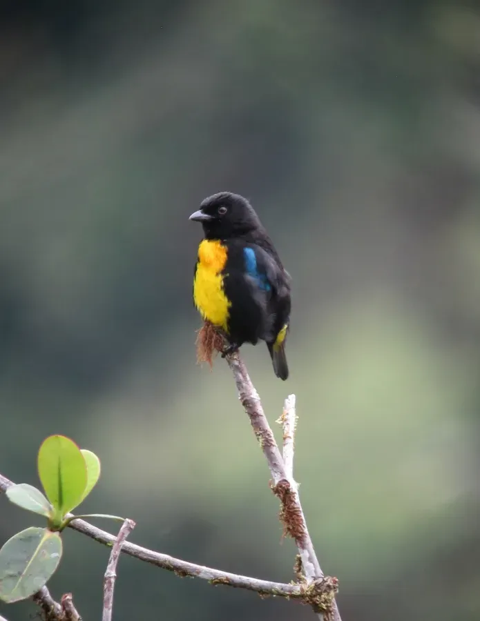 File:Bangsia melanochlamys - Tangara aurinegra - Black-and-Gold Tanager (8553364280) (2).jpg
