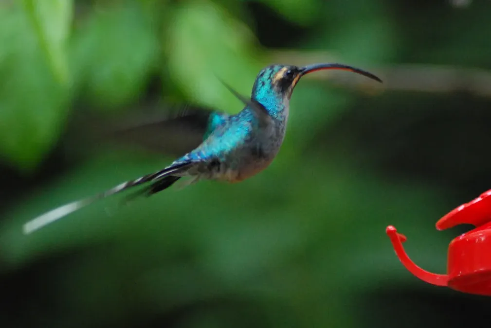File:Phaethornis guy.jpg