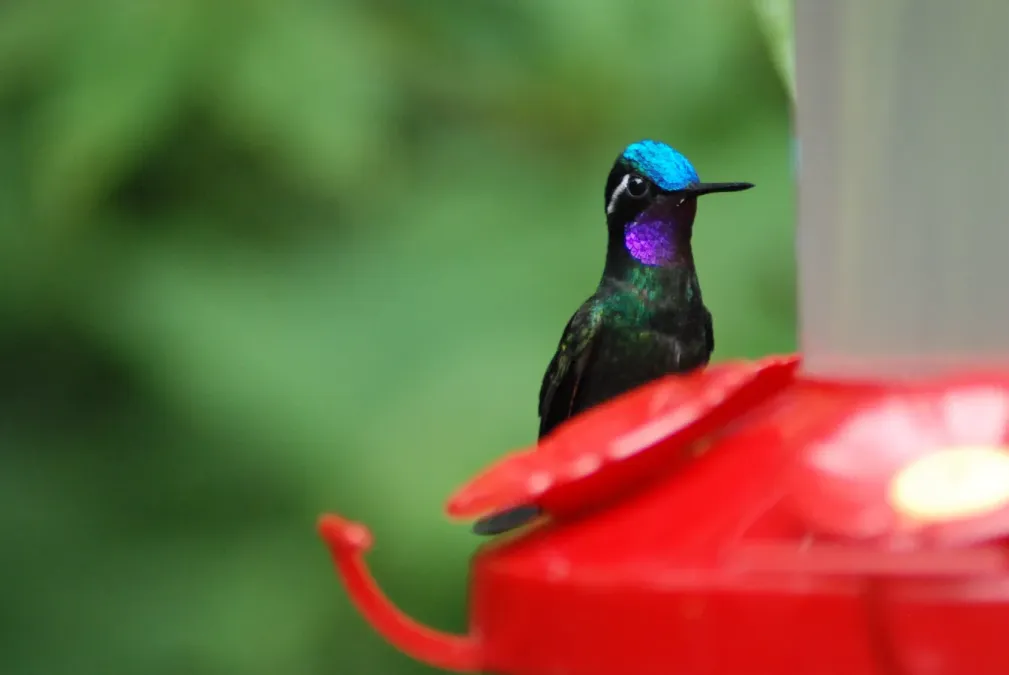 File:Lampornis calolaemus-6.jpg
