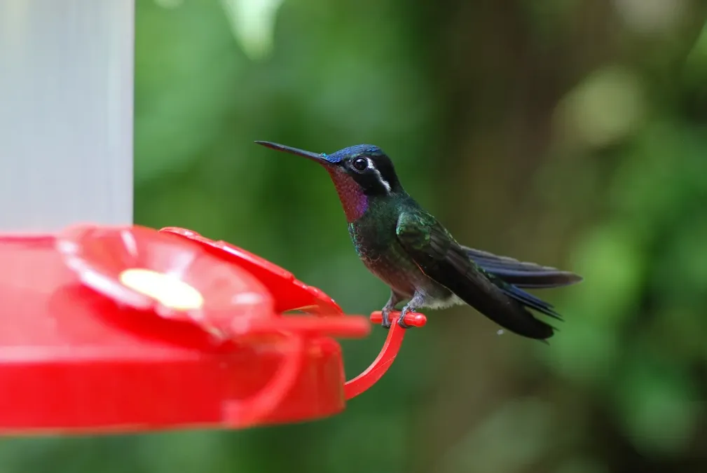 File:Lampornis calolaemus-7.jpg