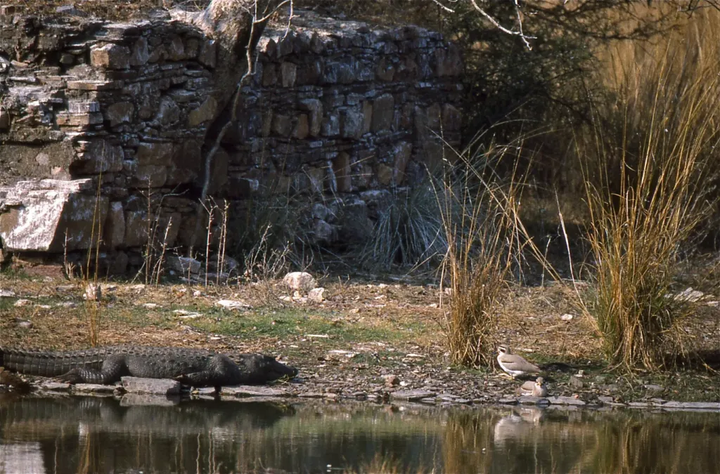File:Beach Thick-knees (Esacus magnirostris) with Marsh Crocodile (Crocodylus palustris) (20622511710).jpg