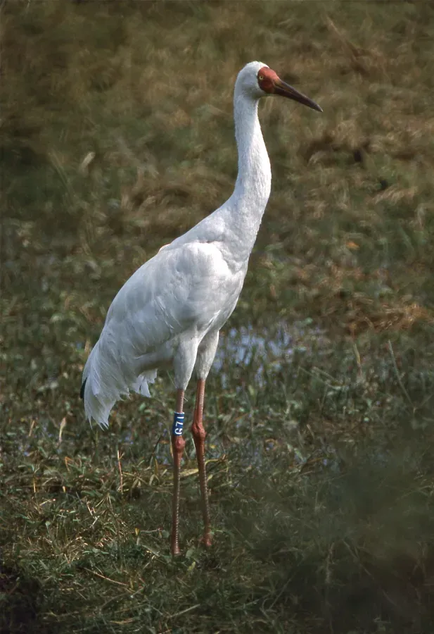 File:Siberian Crane (Grus leucogeranus) (20595154208).jpg