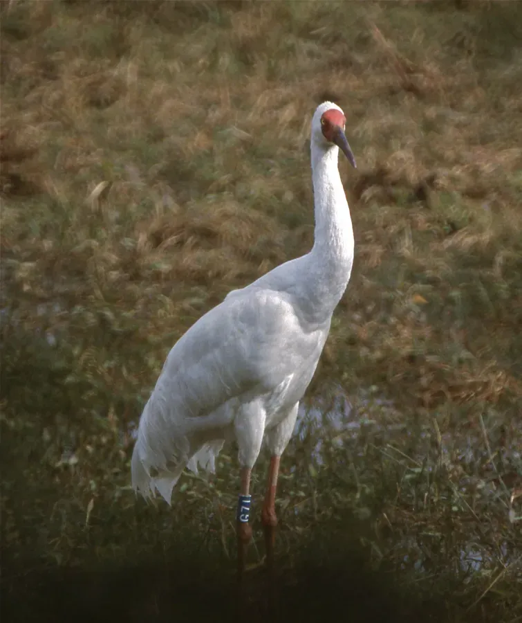 File:Siberian Crane (Grus leucogeranus) (20773994312).jpg