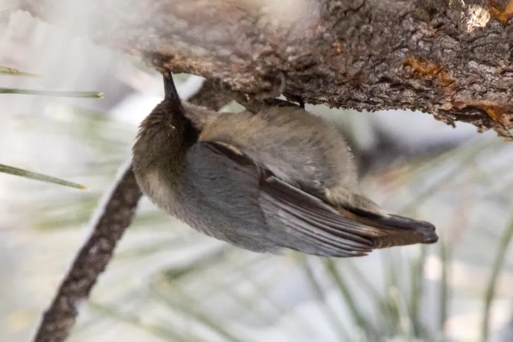 File:Pygmy Nuthatch (Sitta pygmaea) (20162655750).jpg